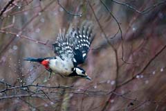 Buntspecht - Zum Vergroessern klicken!